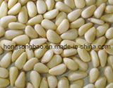 Pine Nut Kernels (028)