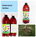 Fertilizer for Cure Rotted Root -- --Seaweed Biobacterial Agent