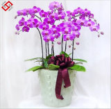 High Quality Artificial PU Material Butterfly Orchid (AF-BO)