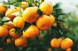 Fresh Mandarin Oranges