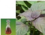 Natural Purple Perilla Oil