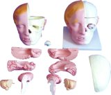 Dissection Model of Head with Brain-Mh03012