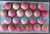 Wholesale Product New Crop Fresh FUJI Apple, Sweet Red FUJI Apple Fruit From Shaanxi China