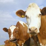 Sodium Humate Feed Additive