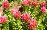 Beauty Products Rhodiola Rosea Extract 2% on Sell