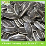 New Arrrived Chinese Sunflower Seeds 5009