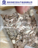 Frozen Baby Ocellated Octopus for Sale