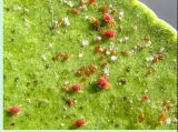 Placary Against Red Spider and Mites