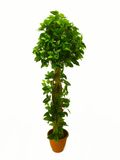 Yy-1689 Happy Price Artificial Allamanda Neriifolia Tree, 160cm Heigh, Curve Trunk, Indoor Decoration Plant