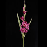 PU Florlosa Flower (GL-001-43S)