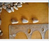 Pine Nut