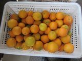 Export Professional Top Quality Navel Orange