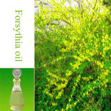 Best Quality Forsythia Essential Oil