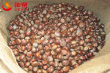 Organic Fresh Chestnut Organic Fruit--Kuancheng Chestnuts
