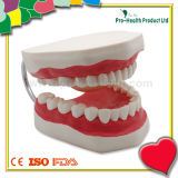 Medical Dental Plastic Human Tooth Model