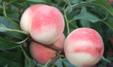 Fresh Peach (Sand-red Peach) or Nectarine (PEACH -03)