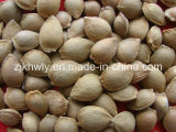 Sweet Almond in Shell (youyi 15-17mm)