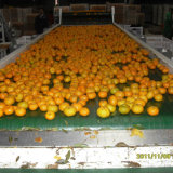Hot Selling in Bangladesh Market Fresh Baby Mandarin Orange