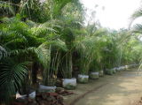 Chrysalidocarpus Lutescens Wendland