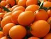 Navel Orange