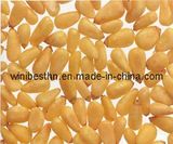 Pine Nut Kernel