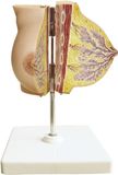 Breast Model-Mh07047