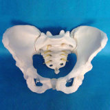 Medical Teaching Skeleton Model Laboratory Equipment (R020804)