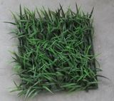 Boxwood Grass