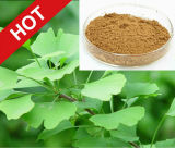 Pure Natural Ginkgo Biloba Extract Powder 24% Flavone