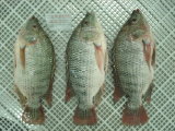 Frozen Gutted / Scaled Tilapia