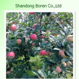 Fresh Gala Apple From Shandong China