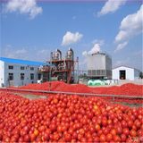 36-38 Factory Tomato Paste with Low Price