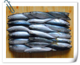 Scomber Japonicus Seafood