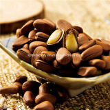 Market Price Natural Pine Nut