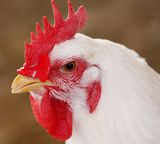 Nutricorn Chicken Feed Mcp Feed Additives