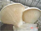 White King Oyster Mushroom
