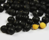 2015 Organic Higher Quality Black Bean Yellow Kernel