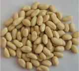 New Crop Blanched Peanut Kernels Long Shape