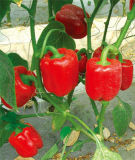 Sp21 Jinghong No. 2 F1 Hybrid Red Sweet Pepper Seeds F1