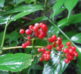 Elderberry P. E. (Sambucus williamsii Hance)