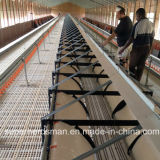 Full Set Poultry Equipment for Broiler Parent