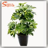 2015 Latest Schefflera Arboricola Plants Artificial Bonsai Tree