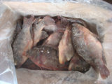 Frozen Whole Round Tilapia Fish (300/500g)