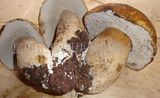 Boletus Edulis
