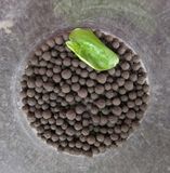 Binary Fertilizer