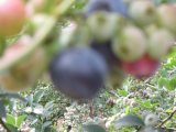 IQF Organic Black Berry Zl-1042