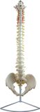 Classic Flexible Spinal Column Mh01043
