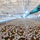 Automatic Poultry Farm Equipment for Broiler