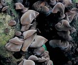 Auricularia Auricular Extract; GMP/HACCP Certificate; Edible and Medicinal Mushroom