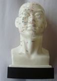 20cm Acupuncture Model - Head Model